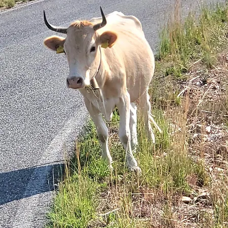 Gloria